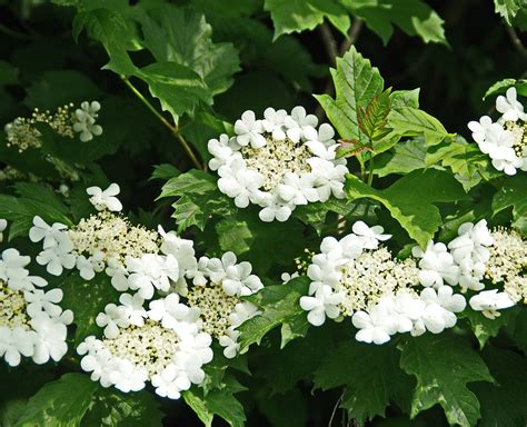 viburnum plicatum snoeien